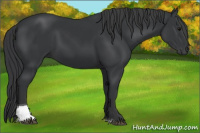 Horse Color:Black Tobiano 