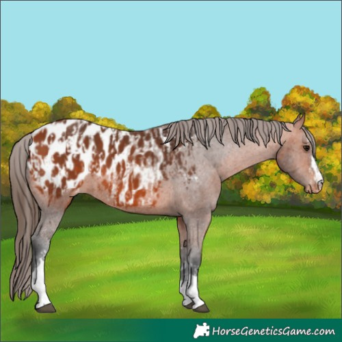 Horse Color:Bay Appaloosa  and Bay Appaloosa 