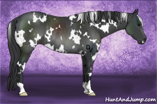 Horse Color:White Spotted Black Rabicano 