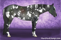 Horse Color:White Spotted Black Rabicano 