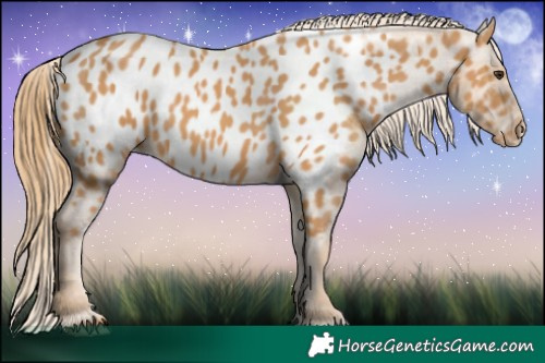 Horse Color:Chestnut Near Leopard