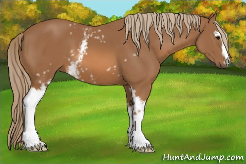Horse Color:White Spotted Chestnut 