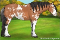 Horse Color:Bay Sabino Rabicano 