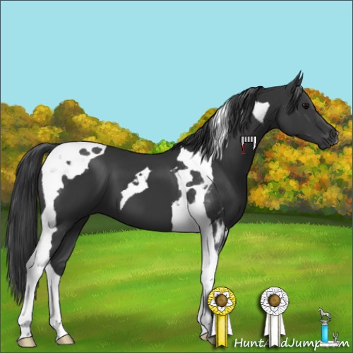 Horse Color:Black Tobiano 