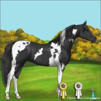 Horse Color:Black Tobiano