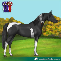 Horse Color:Black Tobiano 