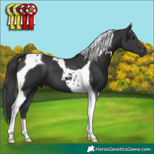 Horse Color:Black Tobiano 