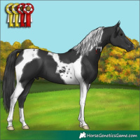 Horse Color:Black Tobiano 