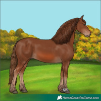 Horse Color:Chestnut 