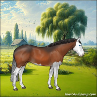 Horse Color:Bay Splash 
