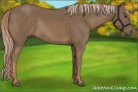 Horse Color:Chocolate Palomino Rabicano 