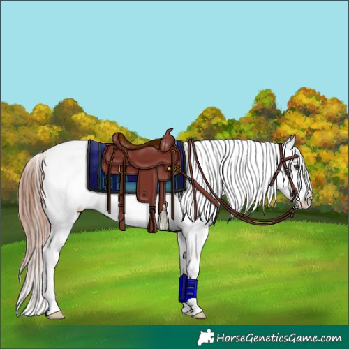 Horse Color:Gold Champagne Ice Onyx Snowcap