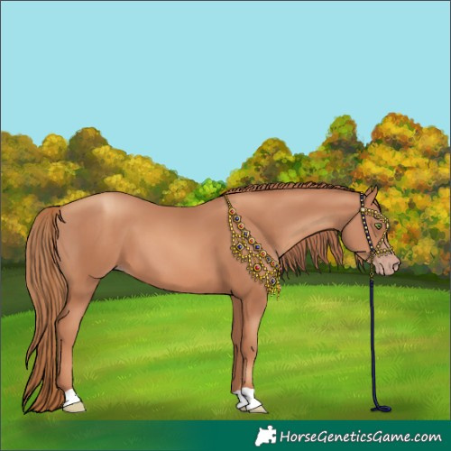 Horse Color:Gold Champagne 