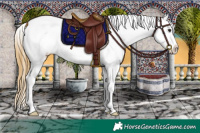 Horse Color:Buckskin Blanket