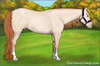 Horse Color:Buckskin Pearl Dun 
