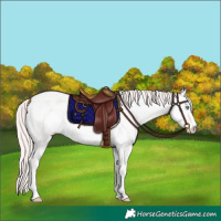 Horse Color:Perlino Dun 