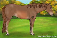 Horse Color:Chestnut 