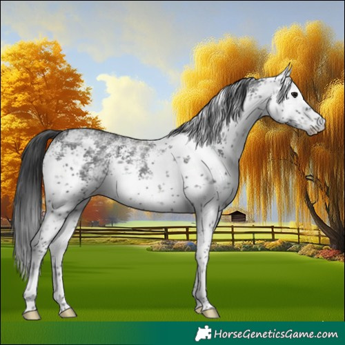 Horse Color:White Spotted Black Sabino