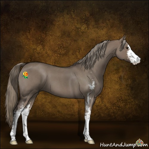 Horse Color:Liver Red Dun Roan Mushroom Sabino 