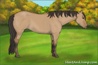 Horse Color:Bay Dun