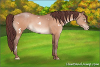 Horse Color:White Spotted Chocolate Sable Champagne 