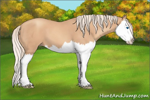 Horse Color:Gold Champagne Splash 