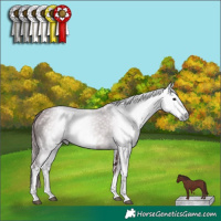Horse Color:Gray Platinum White Spotted Chocolate Black