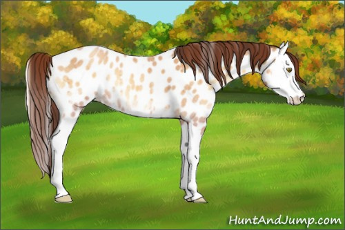 Horse Color:Sable Cream Champagne Roan Onyx Splash Appaloosa 