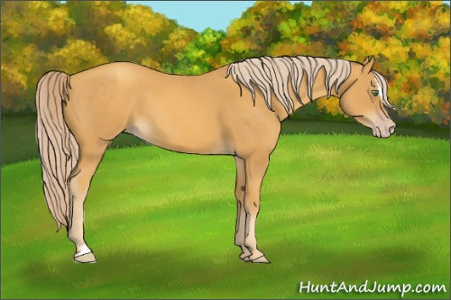 Horse Color:Gold Cream Champagne Sabino 