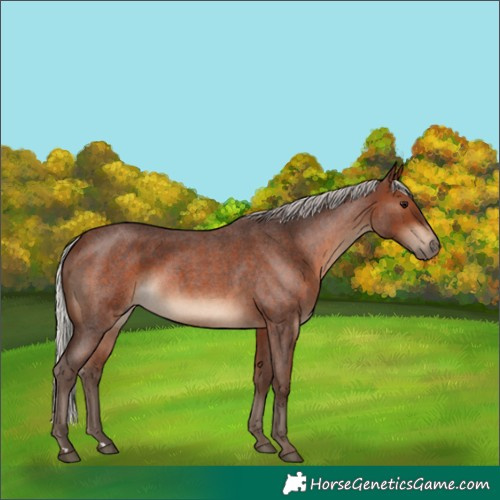 Horse Color:Silver Brown Roan 