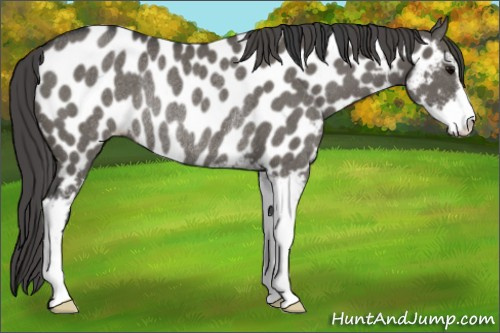 Horse Color:Grullo Sabino Appaloosa Rabicano 