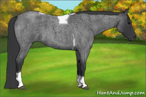 Horse Color:Blue Roan Tobiano 