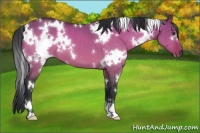 Horse Color:White Spotted Brown Dun 