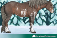 Horse Color:Liver Chestnut Mushroom Sabino 