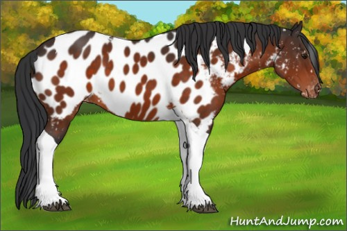 Horse Color:Brown Tobiano Near Leopard