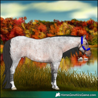 Horse Color:Brown Ice Roan