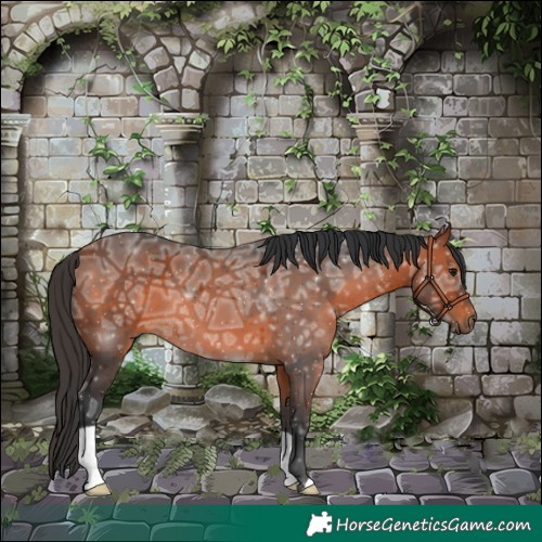Horse Color:Bay Ice