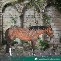 Horse Color:Bay Ice