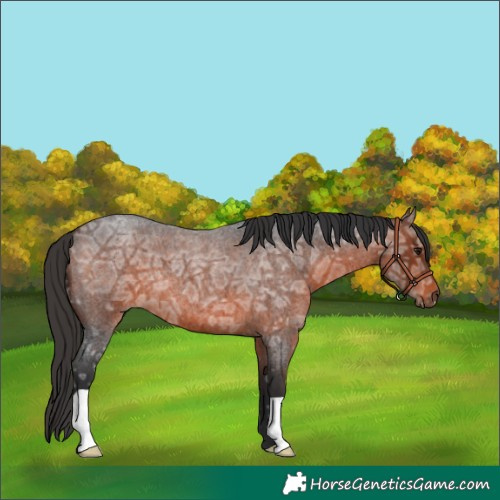 Horse Color:Brown Ice Roan 