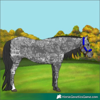 Horse Color:Black Ice 