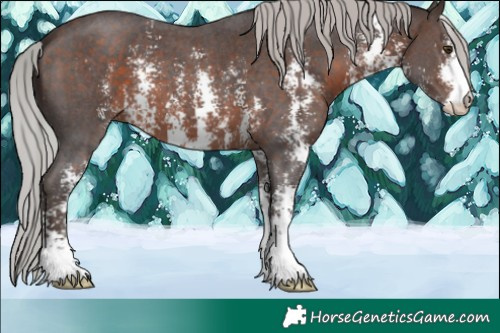 Horse Color:Silver Brown Mushroom Sabino