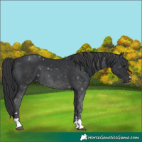Horse Color:Black 