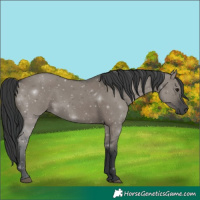 Horse Color:Grullo 