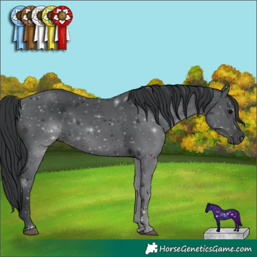 Horse Color:Black 