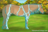 Horse Color:Thunderstruck Chestnut 