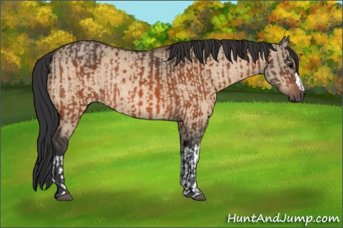 Horse Color:Bay Rabicano  and Bay Dun Rabicano 