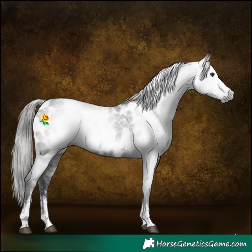 Horse Color:Gray Liver Chestnut Sabino Appaloosa 