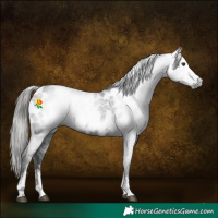 Horse Color:Gray Liver Chestnut Sabino Appaloosa 