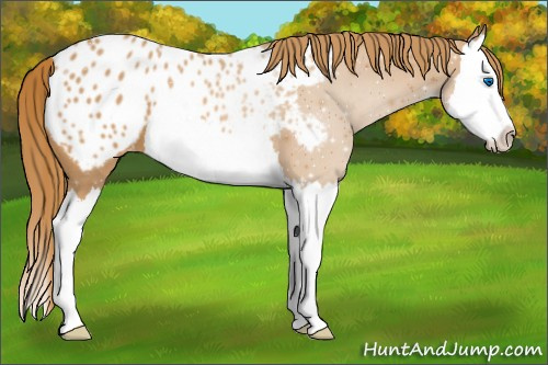 Horse Color:Chestnut Splash Appaloosa