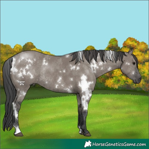 Horse Color:White Spotted Grullo Rabicano 